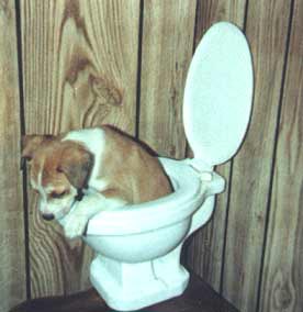 dogbathroom.jpg