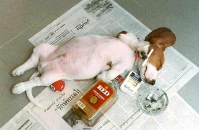 dogcig.jpg